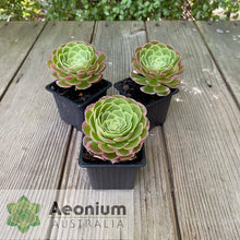 Load image into Gallery viewer, Aeonium 'Milky White'