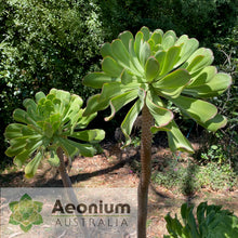 Load image into Gallery viewer, Aeonium urbicum var. meridionale