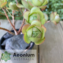 Load image into Gallery viewer, Aeonium 'Little Luna'