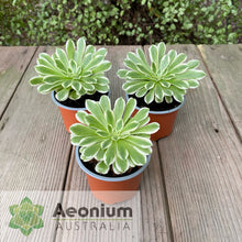 Load image into Gallery viewer, Aeonium 'Ariel'