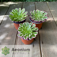 Load image into Gallery viewer, Aeonium 'Zhu Rong' (God of Fire)
