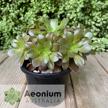 Load image into Gallery viewer, Aeonium 'Color Scheme'