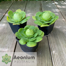 Load image into Gallery viewer, Aeonium diplocyclum (ex. Alojera, La Gomera)