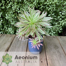 Load image into Gallery viewer, Aeonium 'Firecracker' Variegated