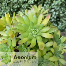 Load image into Gallery viewer, Aeonium 'Mayfield'