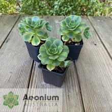 Load image into Gallery viewer, Aeonium 'Floresens'
