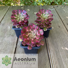 Load image into Gallery viewer, Aeonium 'Black King Kong'