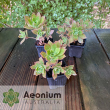Load image into Gallery viewer, Aeonium decorum 'Fairy Wings'