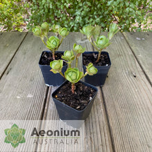 Load image into Gallery viewer, Aeonium 'Little Luna'