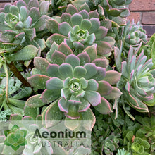 Load image into Gallery viewer, Aeonium percarneum var. guiaense