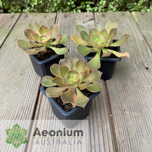 Load image into Gallery viewer, Aeonium davidbramwellii