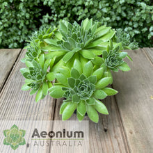 Load image into Gallery viewer, Aeonium 'Winterfell'