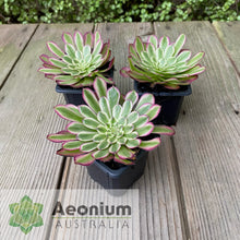 Load image into Gallery viewer, Aeonium 'Mardi Gras'