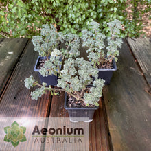 Load image into Gallery viewer, Aichryson bethencourtianum