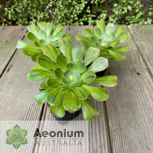 Load image into Gallery viewer, Aeonium arboreum var. holochrysum