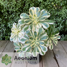 Load image into Gallery viewer, Aeonium 'Zeus'