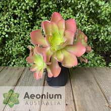 Load image into Gallery viewer, Aeonium canariense var. canariense