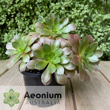 Load image into Gallery viewer, Aeonium 'Color Scheme'
