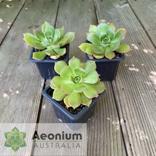 Load image into Gallery viewer, Aeonium percarneum var. guiaense