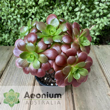 Load image into Gallery viewer, Aeonium 'Color World'