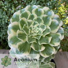 Load image into Gallery viewer, Aeonium 'Yan Ning'