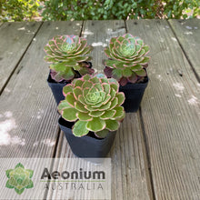 Load image into Gallery viewer, Aeonium 'Esther'