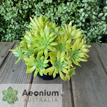 Load image into Gallery viewer, Aeonium 'Mayfield'