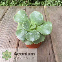 Load image into Gallery viewer, Aeonium nobile