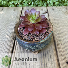 Load image into Gallery viewer, Aeonium 'Color Scheme'