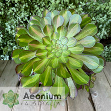 Load image into Gallery viewer, Aeonium 'Nebula'