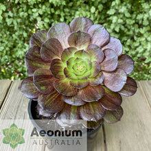 Load image into Gallery viewer, Aeonium 'Magic Forest'