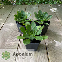 Load image into Gallery viewer, Aeonium ciliatum
