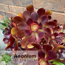 Load image into Gallery viewer, Aeonium 'Voodoo'