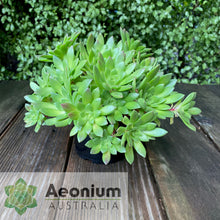 Load image into Gallery viewer, Aeonium 'Mayfield'