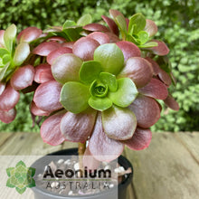 Load image into Gallery viewer, Aeonium 'Color World'