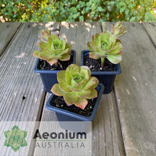 Load image into Gallery viewer, Aeonium 'Scarlet Rose'