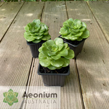 Load image into Gallery viewer, Aeonium 'Lily Pad'