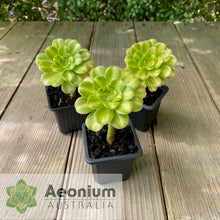 Load image into Gallery viewer, Aeonium 'Albovariegatum' Reverse Variegation