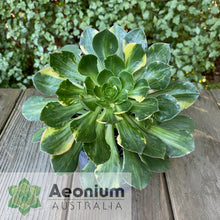 Load image into Gallery viewer, Aeonium 'Butterfly'