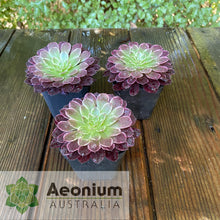 Load image into Gallery viewer, Aeonium 'Inferno'