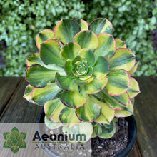 Load image into Gallery viewer, Aeonium 'Butterfly'