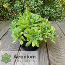 Load image into Gallery viewer, Aeonium 'Mayfield'