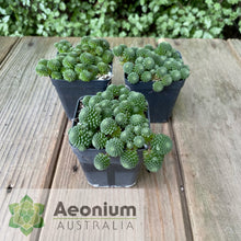 Load image into Gallery viewer, Monanthes polyphylla