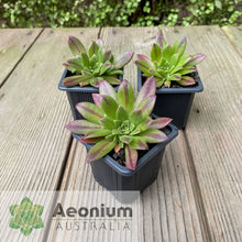 Load image into Gallery viewer, Aeonium 'Mayfield'