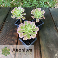 Load image into Gallery viewer, Aeonium 'Albovariegatum'