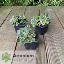 Load image into Gallery viewer, Aichryson x aizoides 'Little Coral'