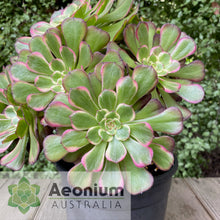 Load image into Gallery viewer, Aeonium 'Black King Kong'