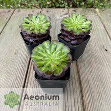 Load image into Gallery viewer, Aeonium 'Nebula'