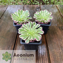 Load image into Gallery viewer, Aeonium 'Zhu Rong' (God of Fire)