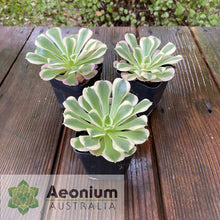 Load image into Gallery viewer, Aeonium 'Rain Flower'